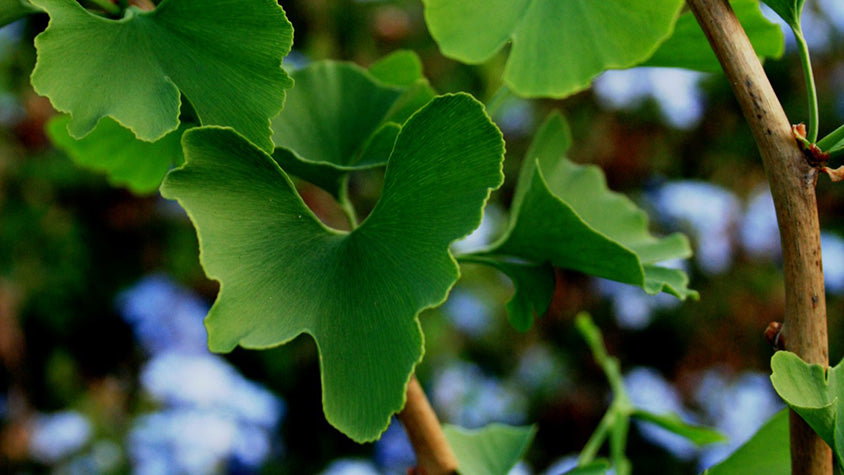 Ginkgo Biloba