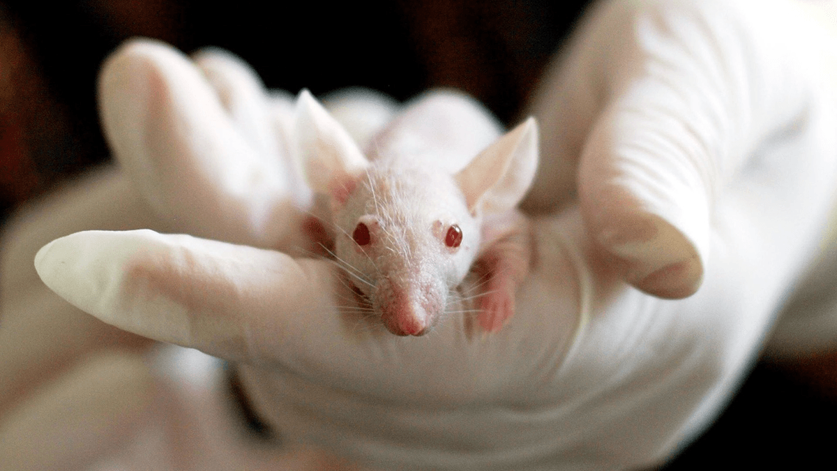 Mouse Science Study