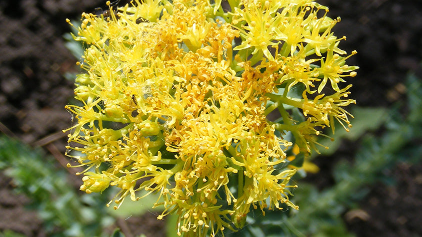 Rhodiola Rosea