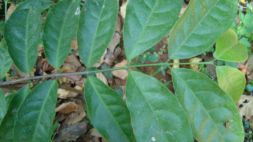 Salacia Reticulata