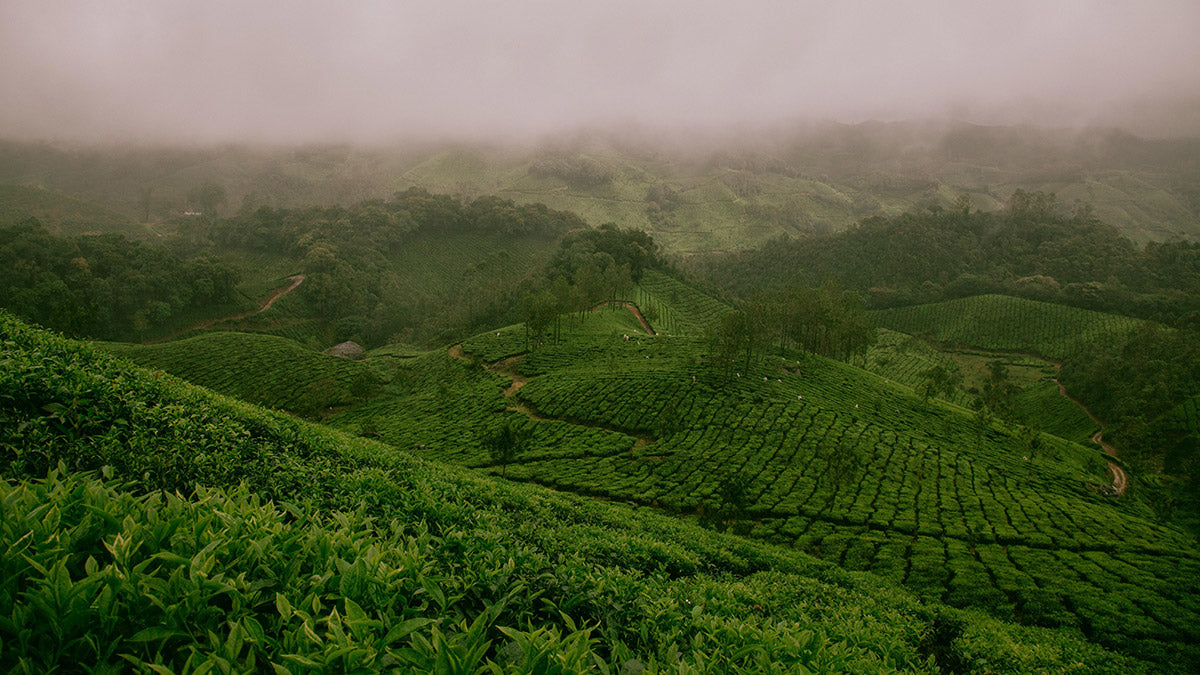 Tea Fields