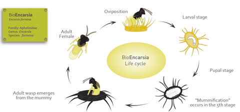 NEMA Globe 7000500 50 x 1 Million Beneficial Nematodes Pot Popper Pro Gnat & Thrip Control