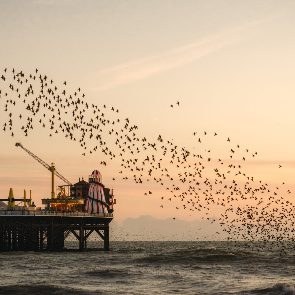 Brighton pier