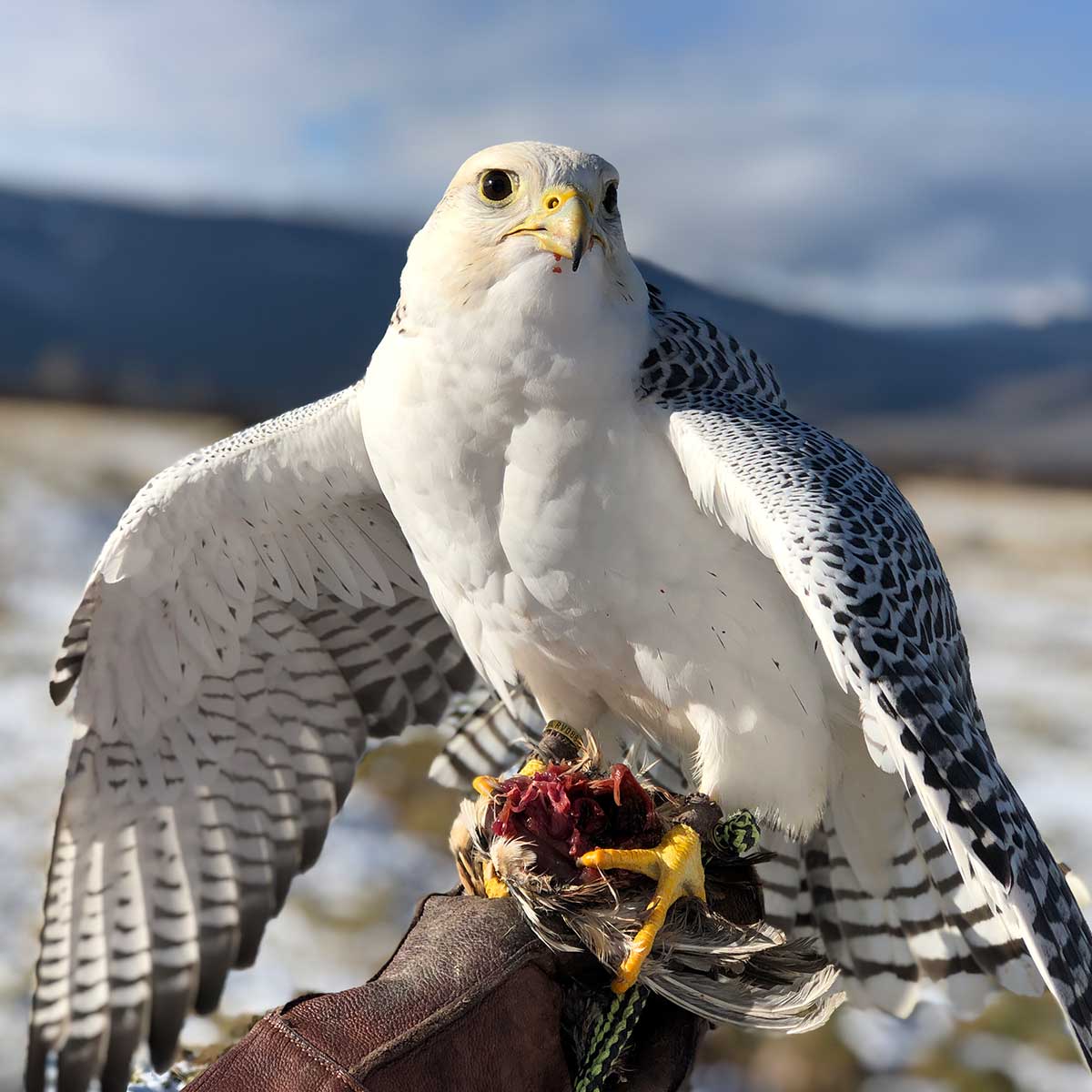 Falcon named Cirrus