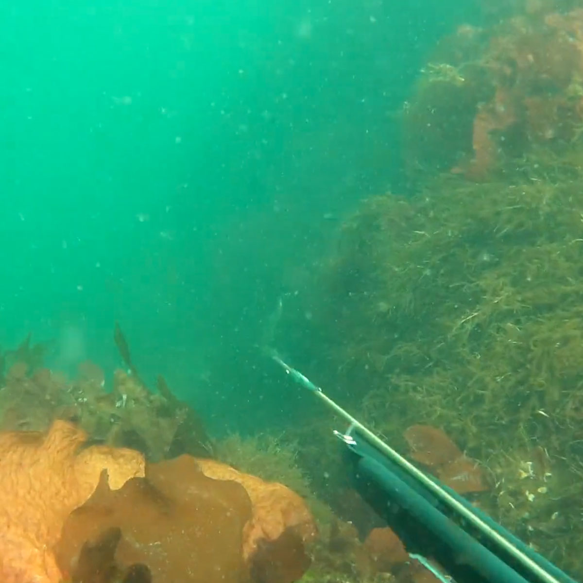 spearfishing in Oregon