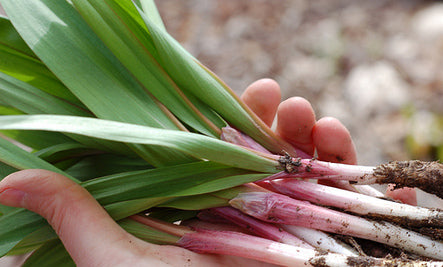 Dr. Cowan's Garden Wilds Ramps