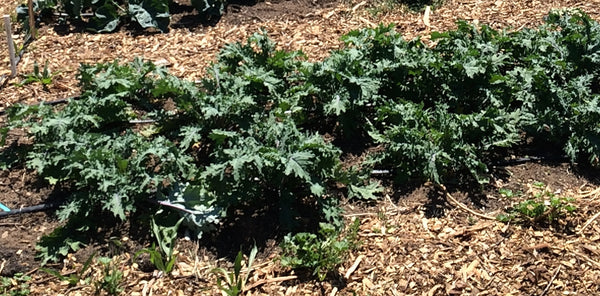 Kale Garden