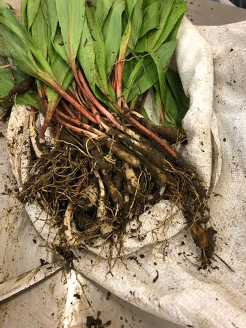 wild ramps freshly picked