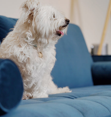 how to reduce pet hair in your home - dog on couch
