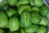 Mexican Mini Sour Gherkins aka Cucamelons or Mexican Mini Watermelons (15 seeds)