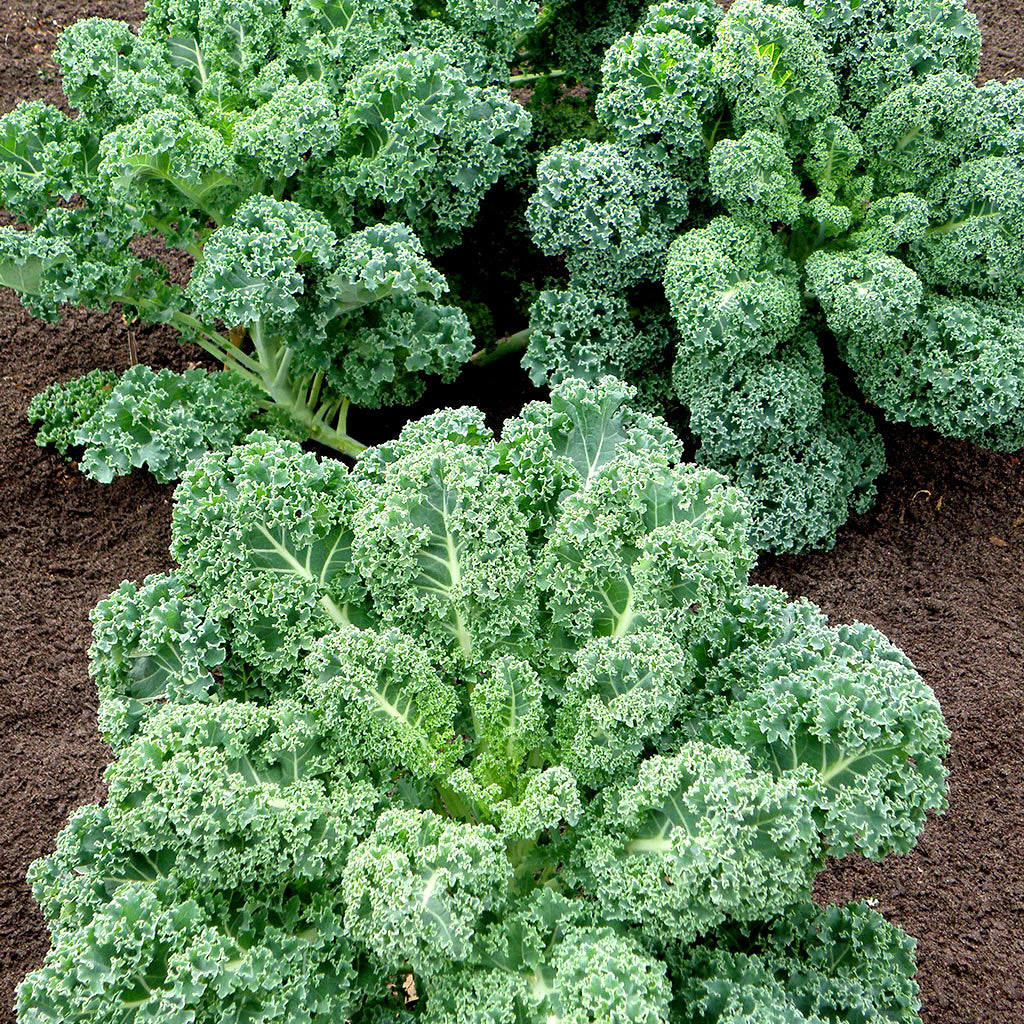 kale seedlings