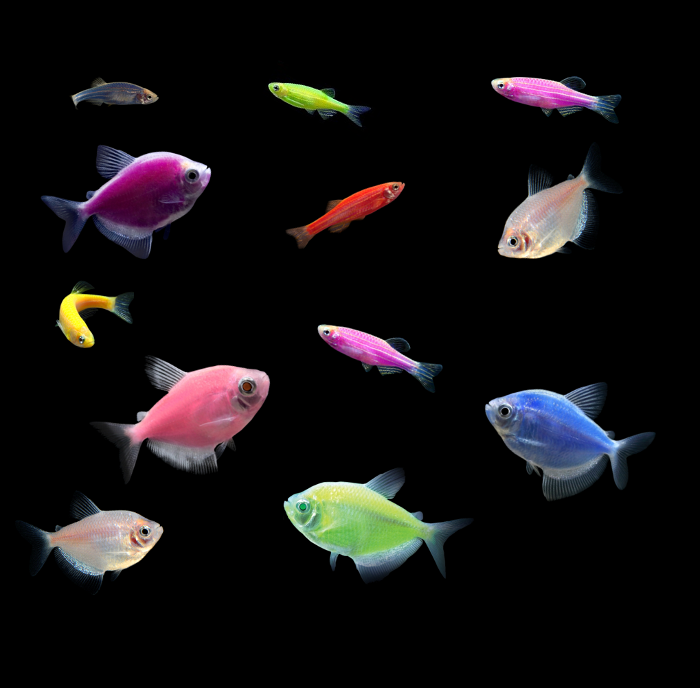 Pristella Tetra 20 Gallon Community Collection 16ct - GloFish®