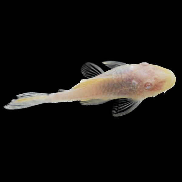 Albino Bushy Nose Pleco – GloFish, LLC