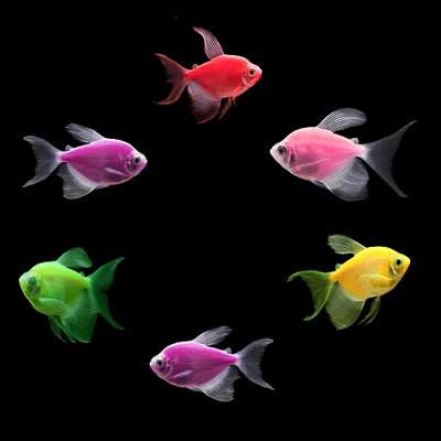 tetra glofish