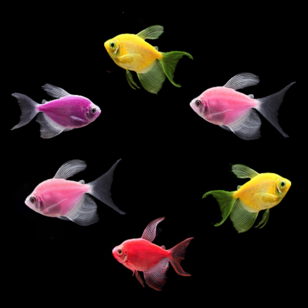 GloFish® Assorted Long-Fin Tetra Collection – GloFish, LLC