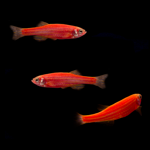 fire ring danio