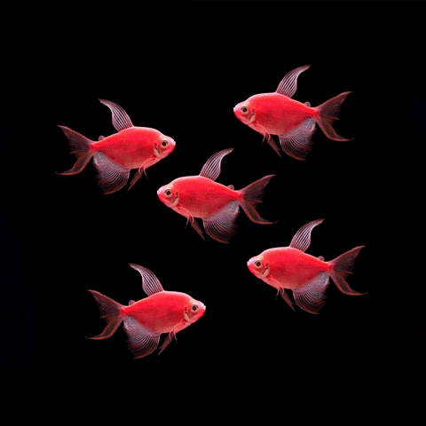 glofish long fin tetra care