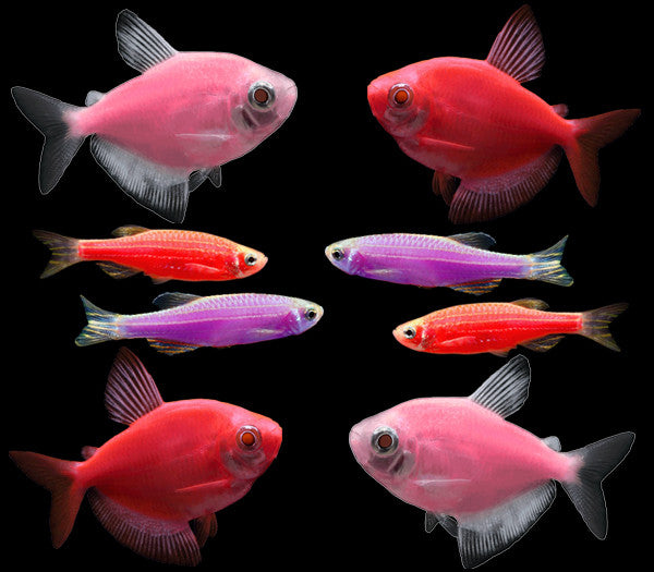 Male vs female glofish - 🧡 Тернеция.