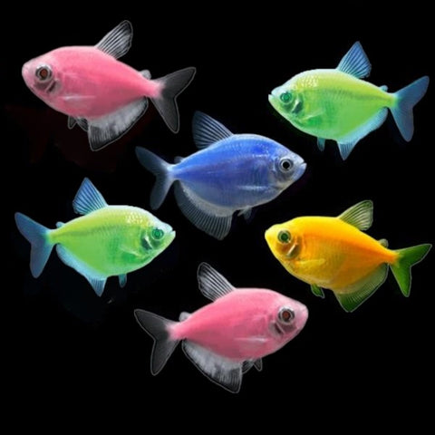 GloFish® White Skirt Tetra Basic Assortment - GloFish®