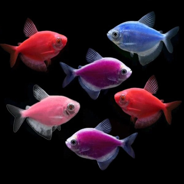 GloFish® Tetra Basic Assortment – GloFish, LLC