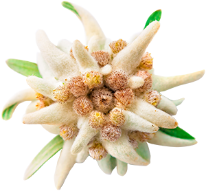 Edelweiss Flower in Skin Care