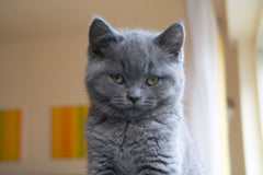 gray sad cat