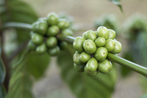 green coffee bean for skin care