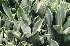 aloe vera for skin care