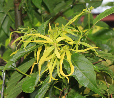 ylang ylang for skin care