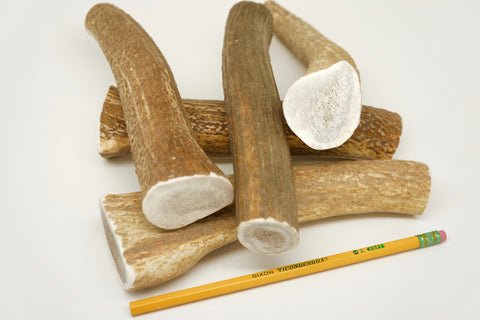 natural elk antlers for dogs