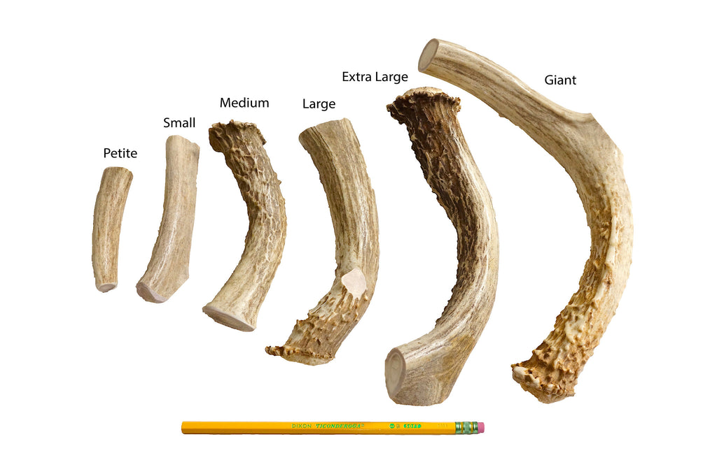 elk vs deer antlers for dogs