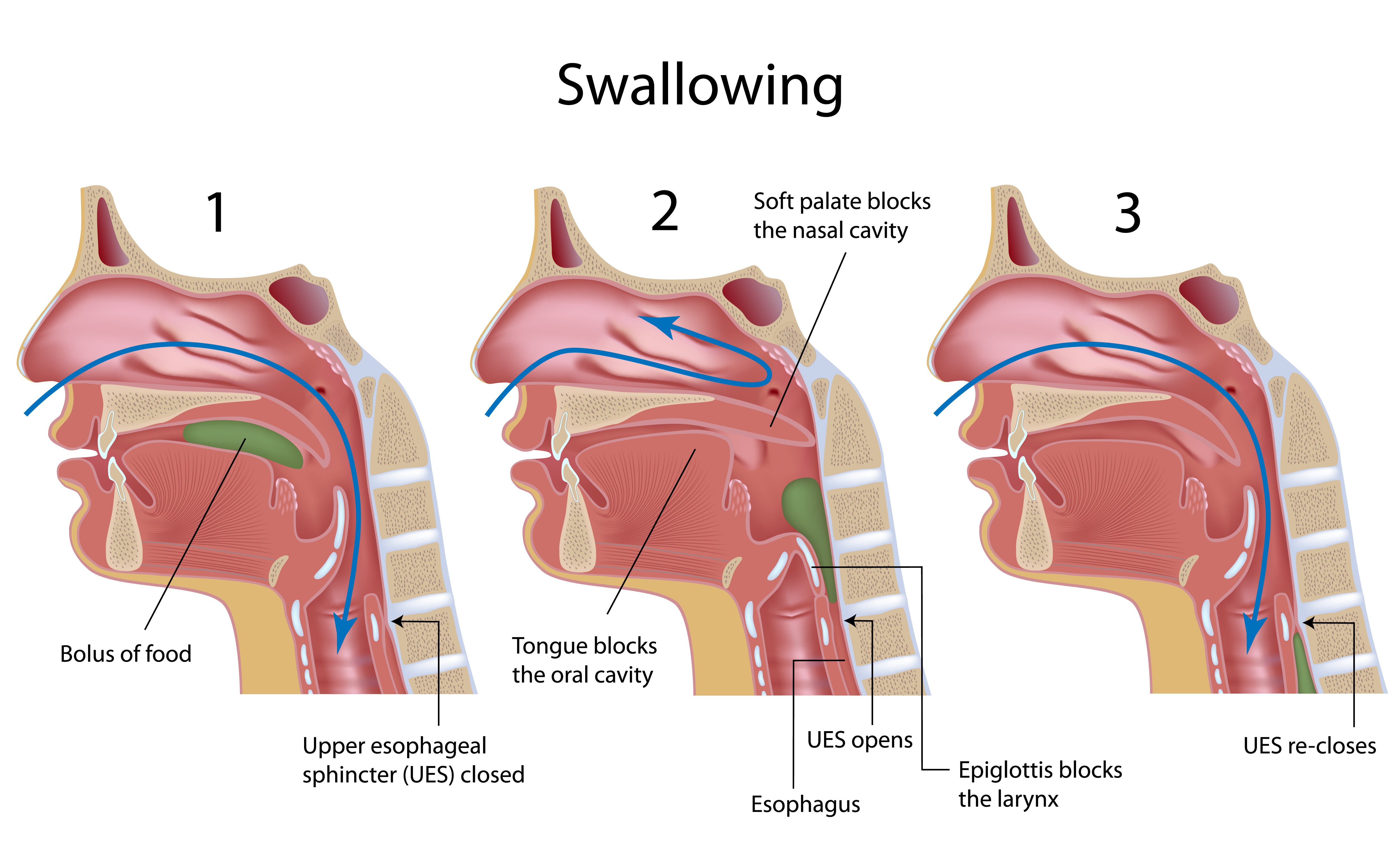 General Function Of The Pharynx