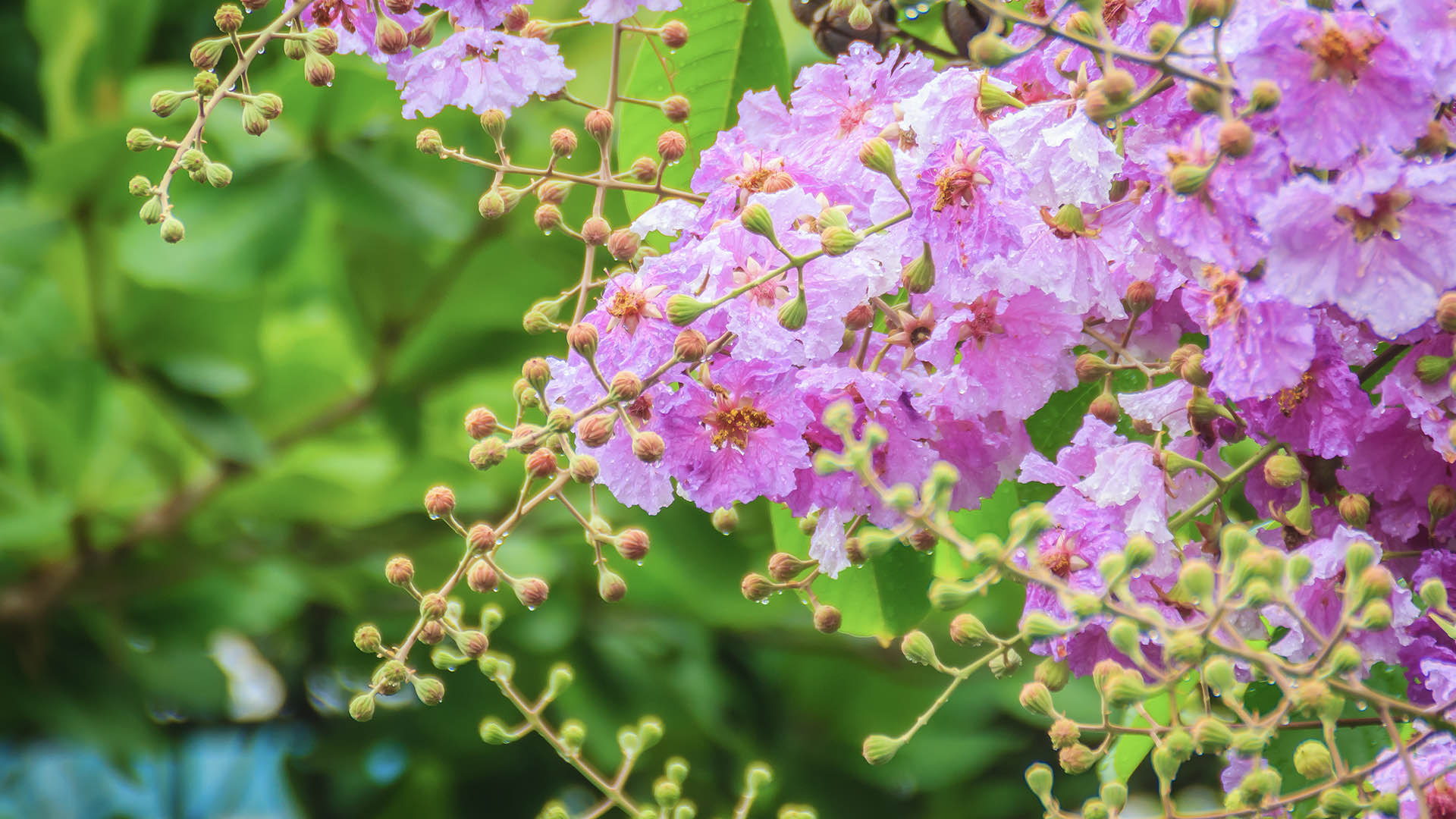 banaba leaf