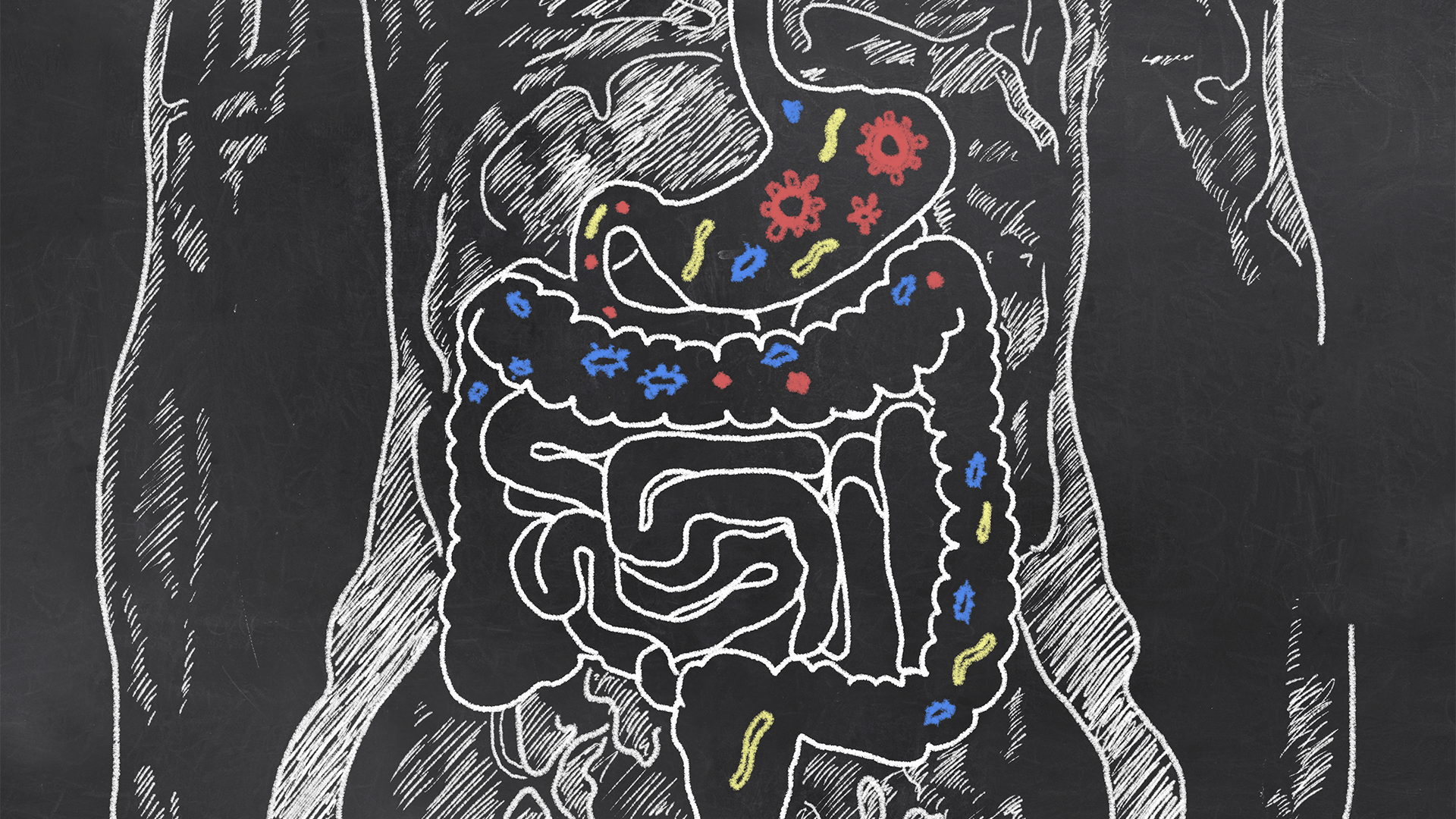 How Digestion Works