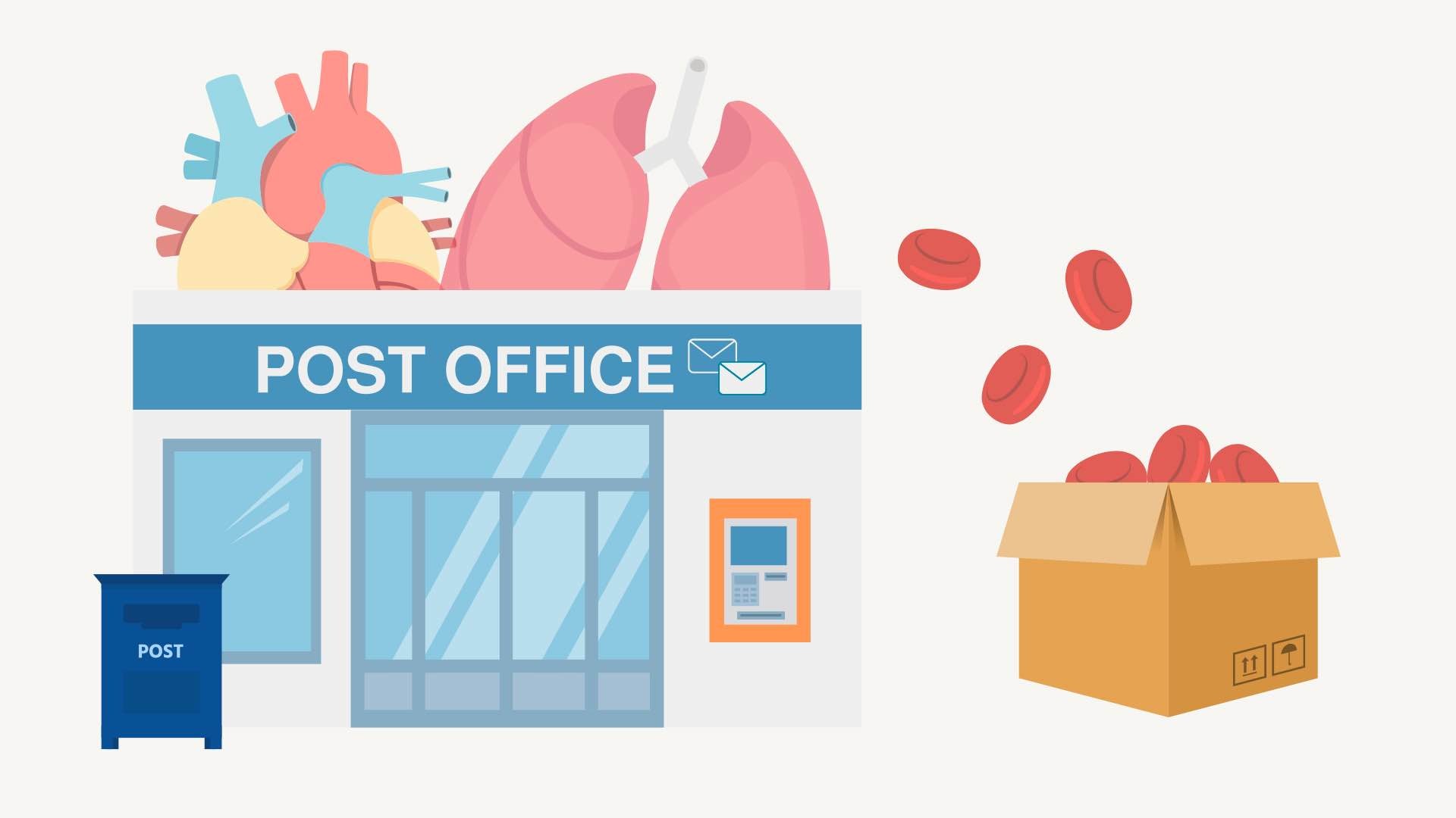 the circulatory system and its relationship with nitric oxide