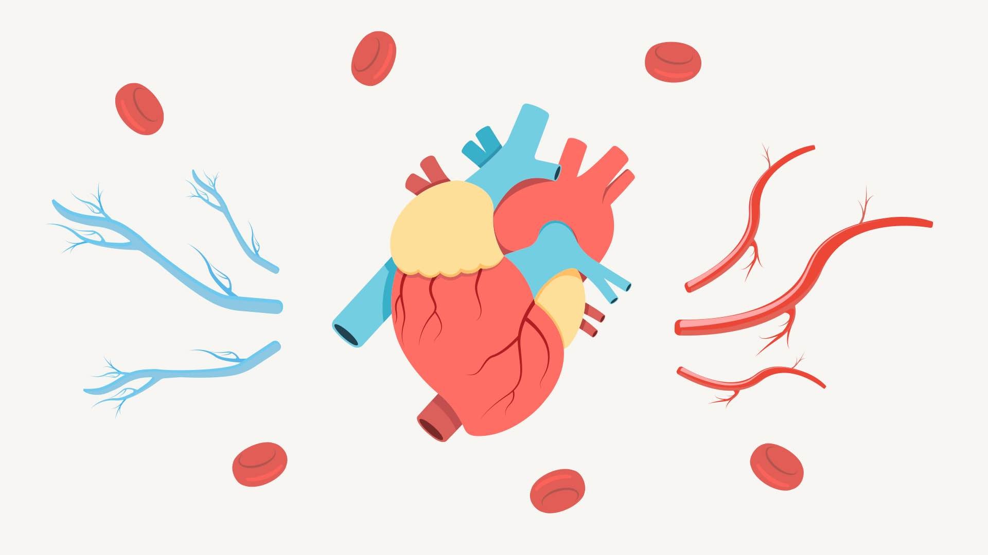 the circulatory system and its relationship to nitric oxide