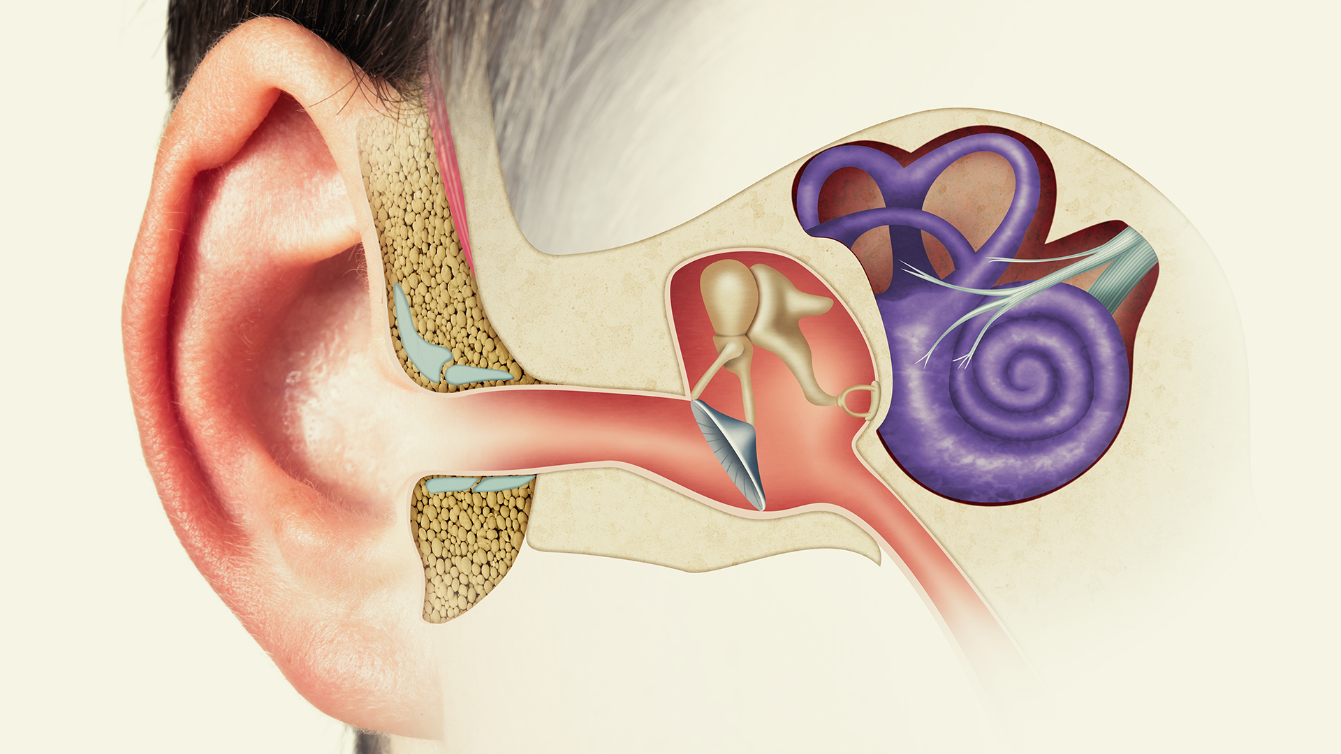 Structure Of The Ear