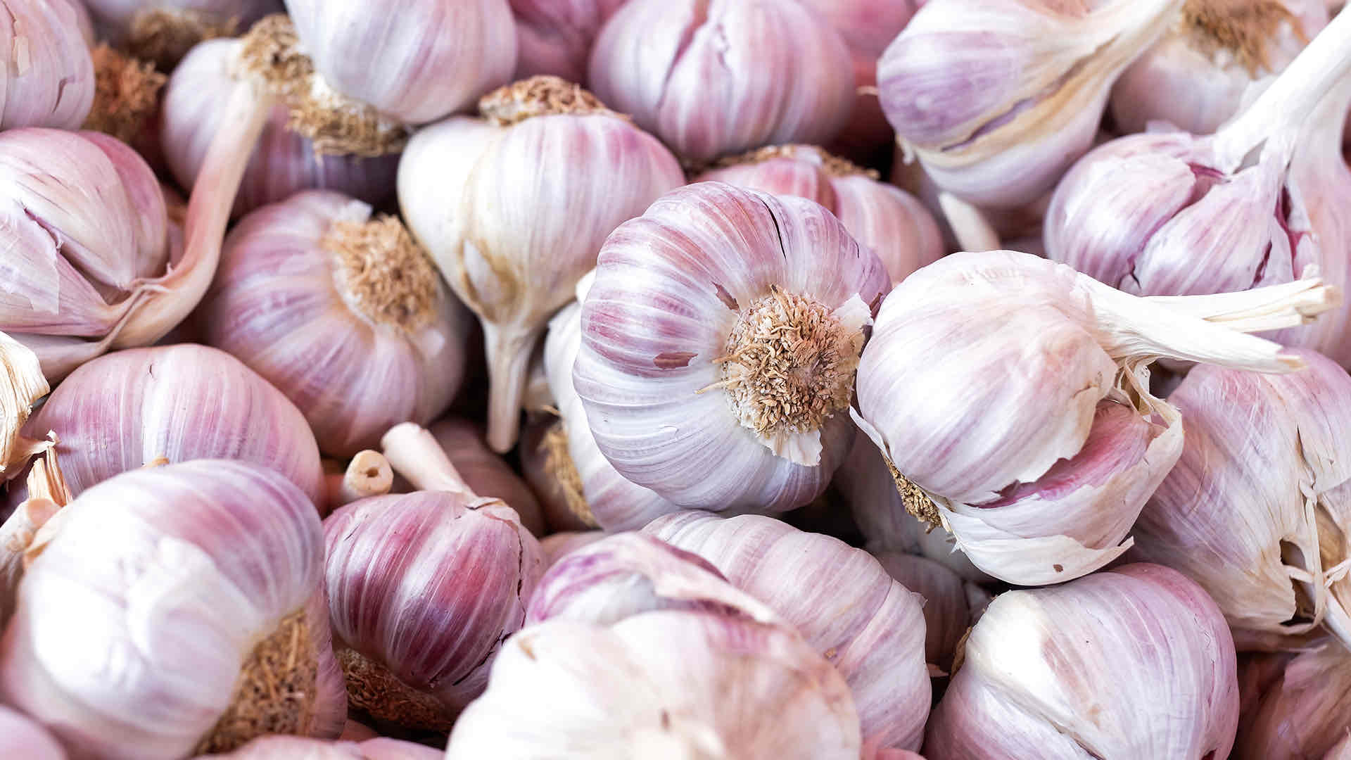 garlic