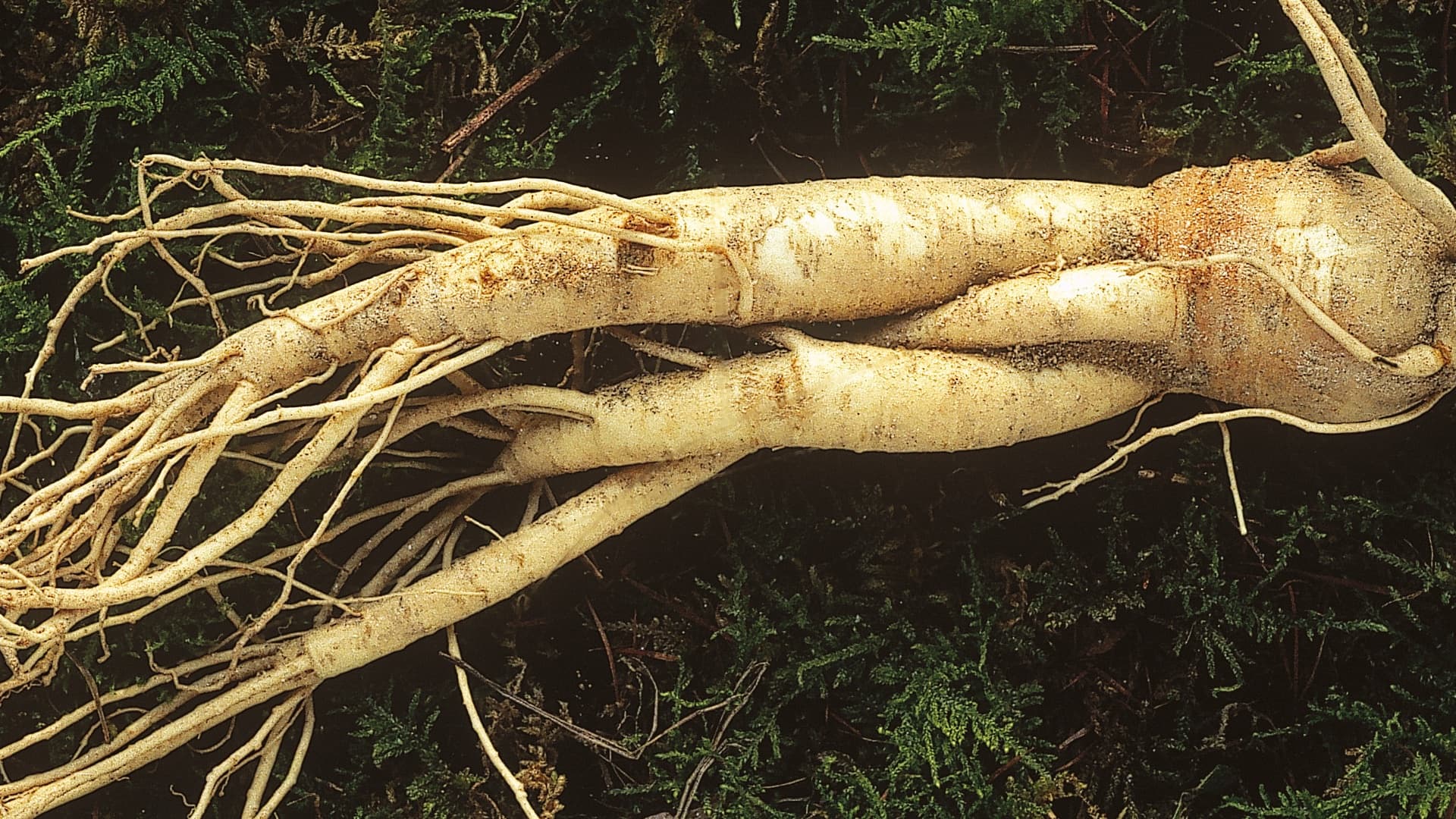 What Is Ginseng?
