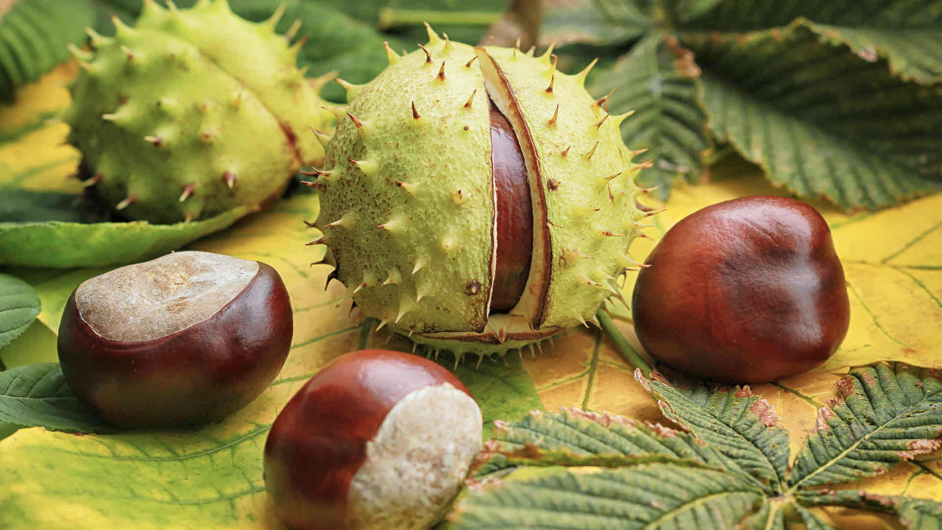 horse chestnut extract