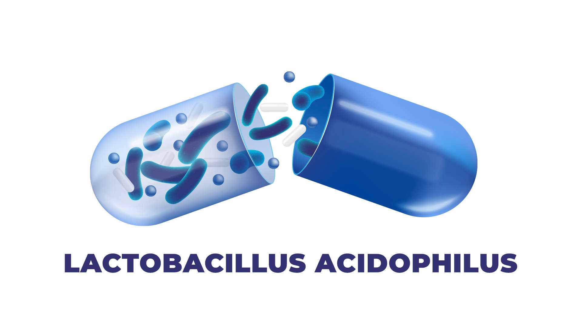 lactobacillus acidophilus