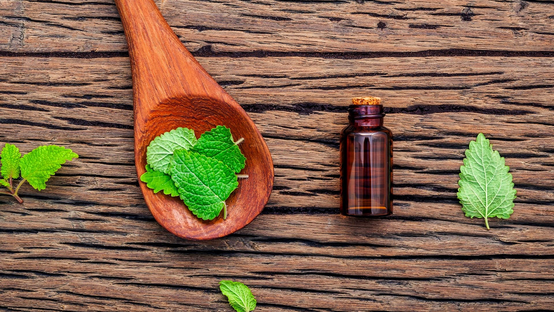 What Is Lemon Balm