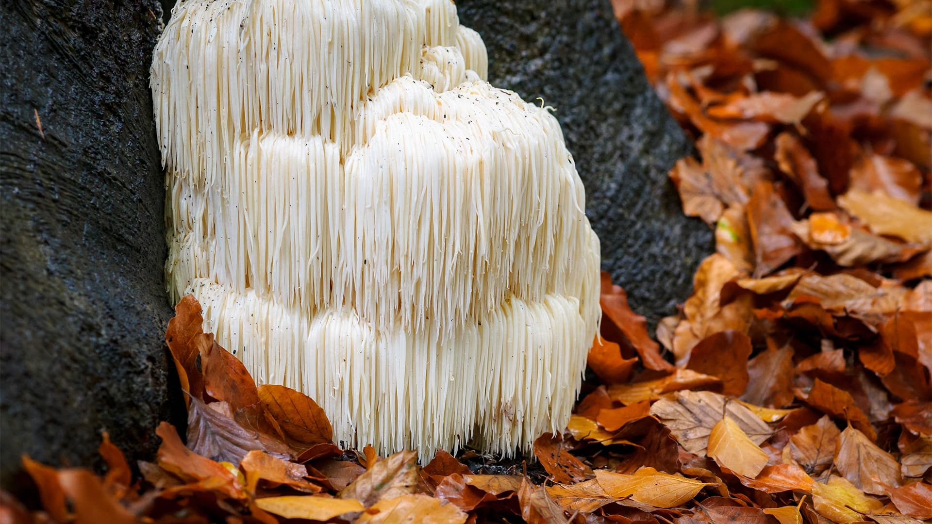 What Is Lion's Mane