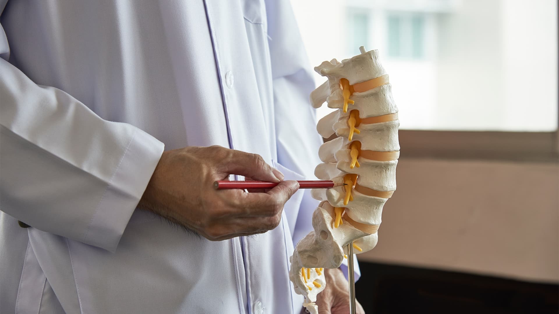 Structure Of the Lumbar Vertebrae