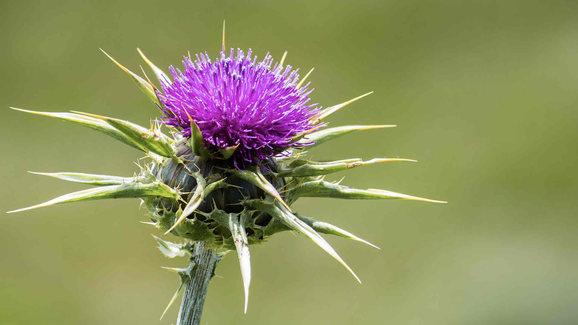 milk thistle