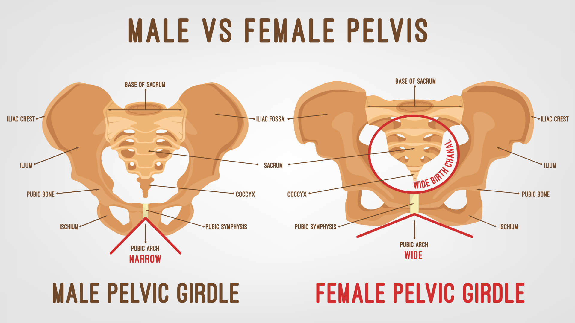 Structure Of The Pelvis