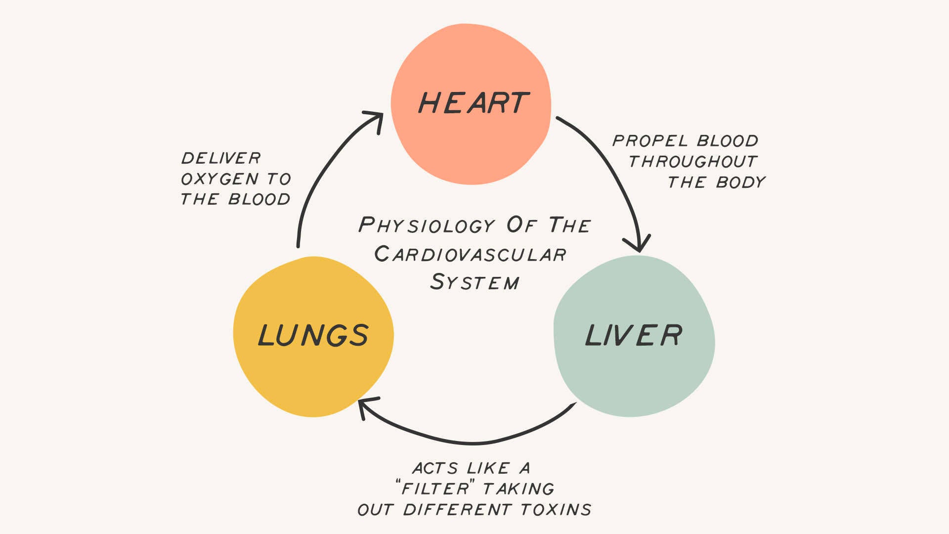 Physiology of the cardiovascular system