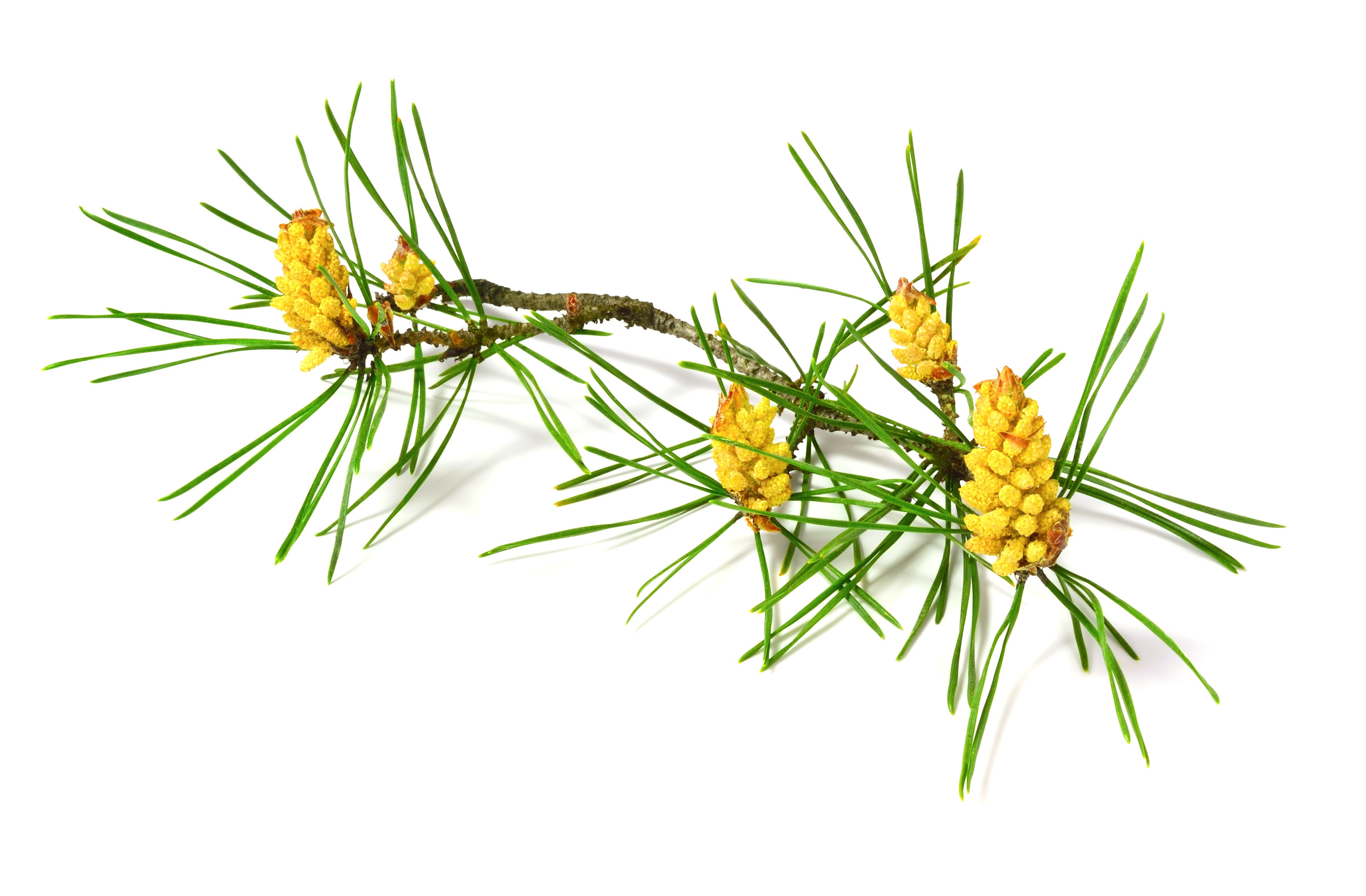 What Is Pine Pollen