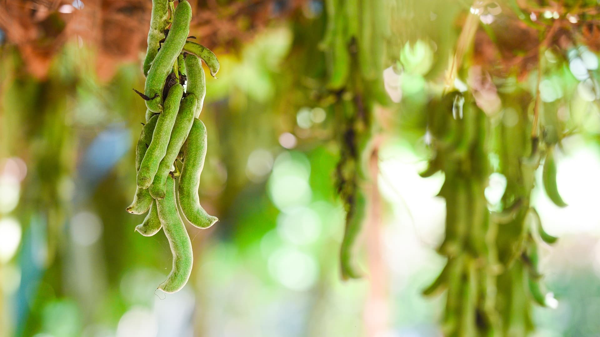 Dopa Mucuna to lower prolactin