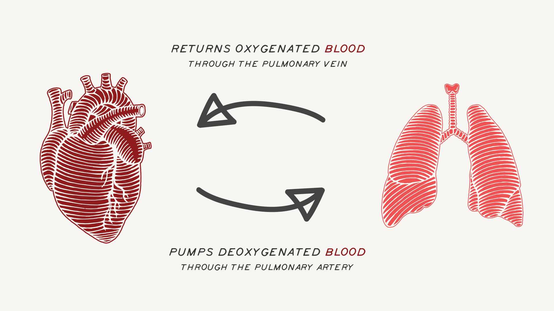 the pulmonary circulatory system